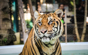 Тигр смотрит заинтересованным взглядом 