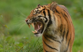 Тигр с грозным оскалом идет по зеленой траве