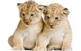 Два милых маленьких львенка на белом фоне