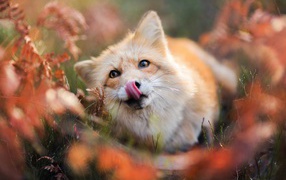 A funny red fox with his tongue hanging out