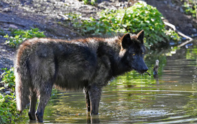 A large black wolf stands in the water
