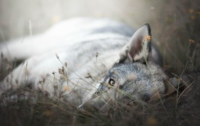 Грустный серый волк лежит на сухой траве