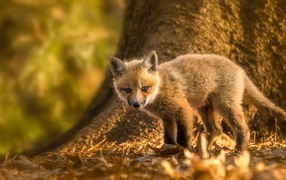 Маленький лисенок на желтой листве 