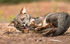 Маленький игривый лисенок лежит на земле 