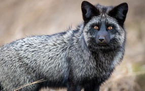 Красивая лиса чернобурка с желтыми глазами