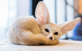 Лиса Фенек с большими ушами 