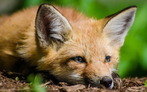 Fox with a sad face lies on a dry grass