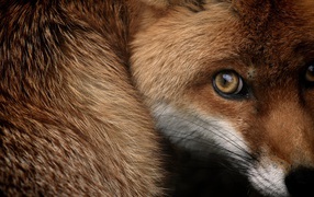 Испуганный взгляд рыжей лисы 