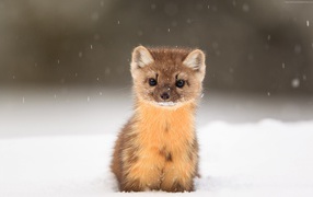 Забавная американская куница на снегу