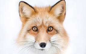 Морда рыжей лисы с большими черными усами