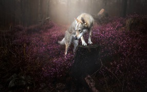 Severe sight of a gray wolf in a forest with purple flowers