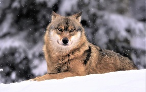 The big wolf lies on white snow