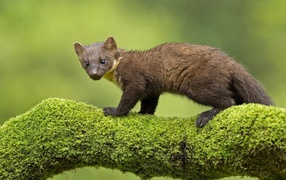 Куница стоит на покрытой мхом ветке дерева 
