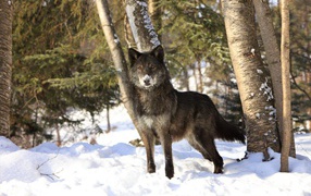 The wolf stands on the cold white snow in the winter forest