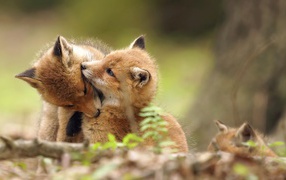Two funny playing fox in the forest