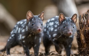 Две забавные крапчатые сумчатые куницы 