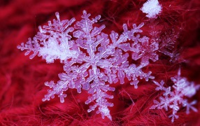 Beautiful white snowflake on a red background, macro shot
