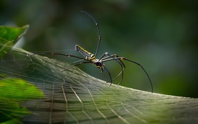 Spider with long paws on a spider web macro