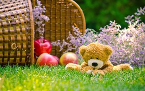 Мягкая игрушка медвежонок Тедди сидит на зеленой траве с корзиной яблок