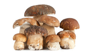 Много грибов на белом фоне крупным планом
