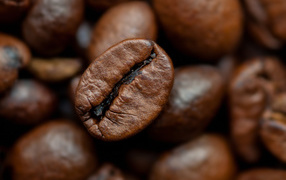 Coffee beans close-up