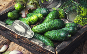 Fresh green cucumbers with spices on the table