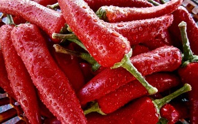 Красный перец чили в каплях воды крупным планом