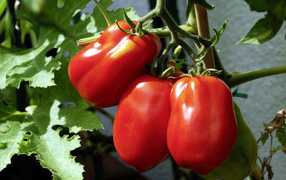 Three red fresh tomatoes on a close-up of a garden