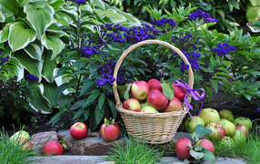 Apples in a basket next to blue garden flowers