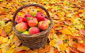 Basket of beautiful red apples stands on yellow fallen leaves in autumn
