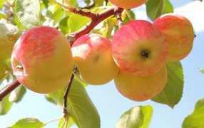 Красивые красные яблоки на ветке в саду