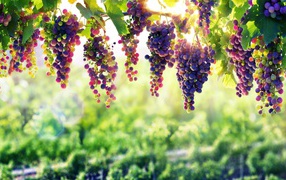 Blue grapes will sing in the sun