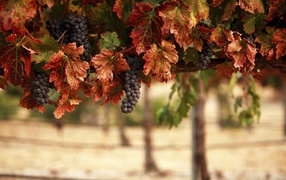 Гроздья синего винограда в желтых листьях 