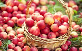 Большая корзина с красивыми красными яблоками 