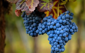 Large clusters of ripe blue grapes