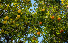 Деревья со спелыми апельсинами и лимонами