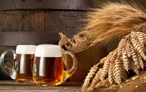 Два бокала пива и колосья пшеницы 