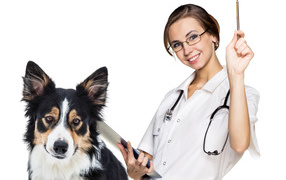 Girl doctor vet with dog border collie on white background