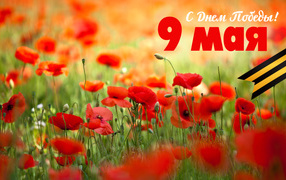 Открытка с полевыми маками на 9 мая  