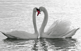 Влюбленная пара белых лебедей 