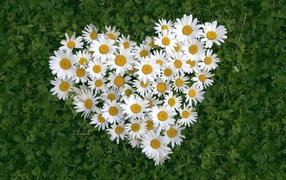 Heart of white camomile flowers on green grass