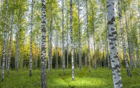 Красивые березы в березовой роще 