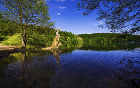 Красивая природа у озера в солнечный день
