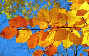 Ветка с желтыми листьями под голубым осенним небом