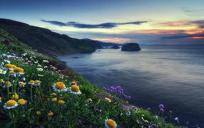 Ромашки на холме у океана 