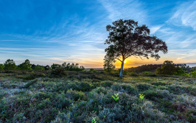 Рассвет солнца в красивом голубом небе над полем