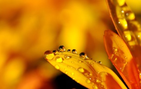 Капельки прозрачной росы на лепестках цветка