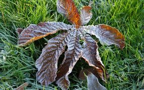 Сухой лист покрытый инеем лежит на зеленой траве