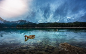 Утки плавают в чистой воде горного озера 