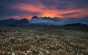 Поле белых крокусов у гор на фоне неба 
